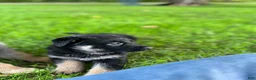 German Shepherd dogs for sale: Shadow - Ad 48