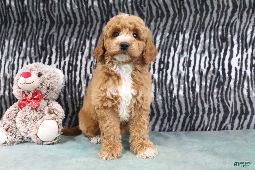 Mini Goldendoodle dogs for sale: Angel - Ad 2