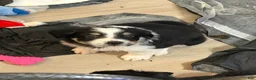 Australian Shepherd dogs for sale: Rover - Ad 5