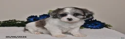 Shihpoo dogs for sale: Ellie - Ad 3