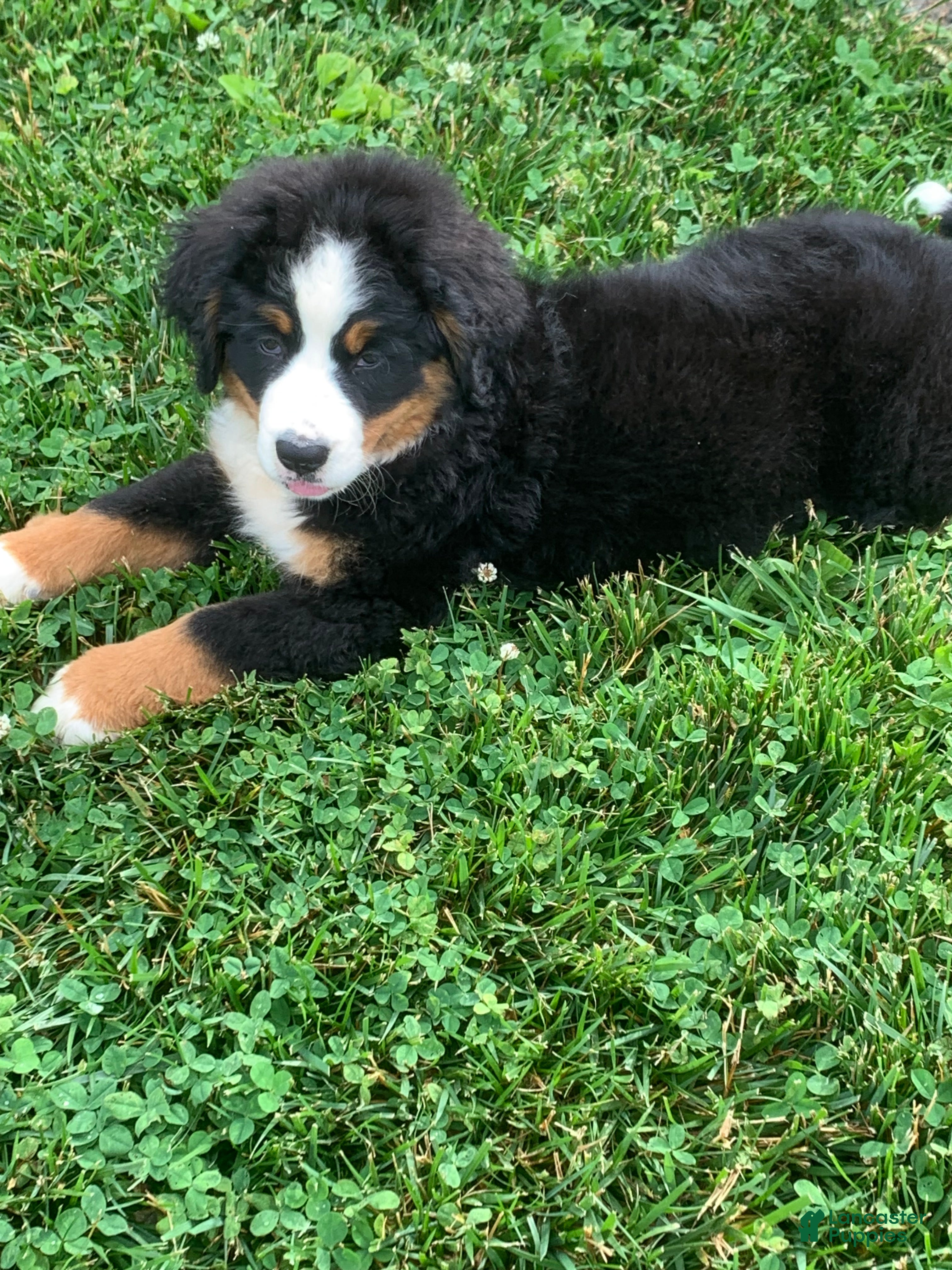 Bernese Mountain Dog dogs Willow  - Ad 2