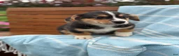 Welsh Corgi Pembroke dogs for sale: Juno - Ad 10