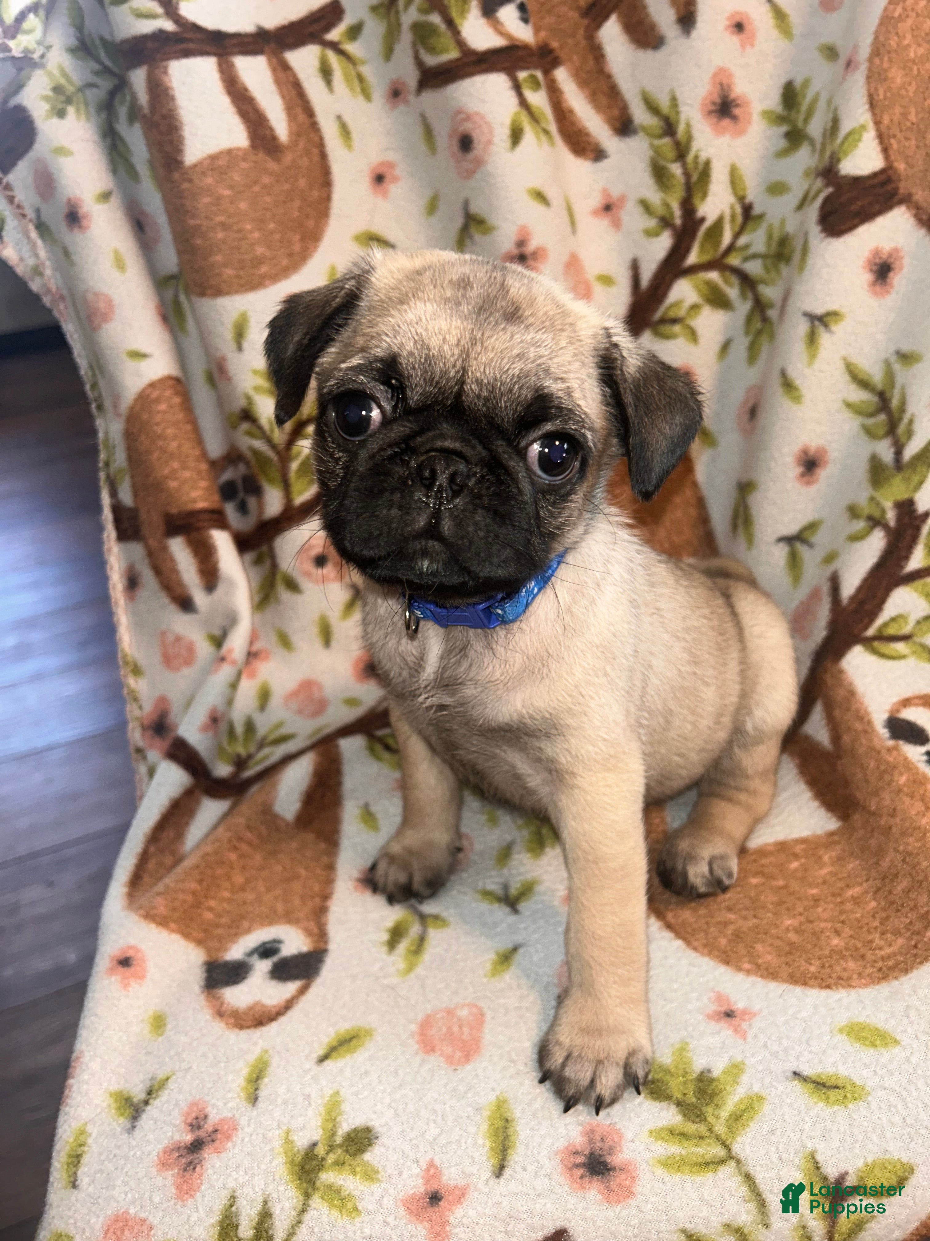 Pug dogs Peter - Ad 26