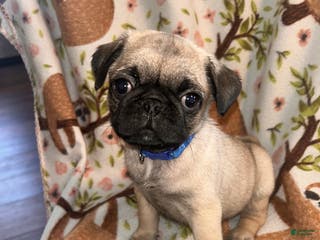 Pug dogs Peter - Ad 26