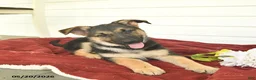 German Shepherd dogs for sale: Cocoa  - Ad 6
