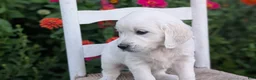 Golden Retriever dogs for sale: Bailey - Ad 4