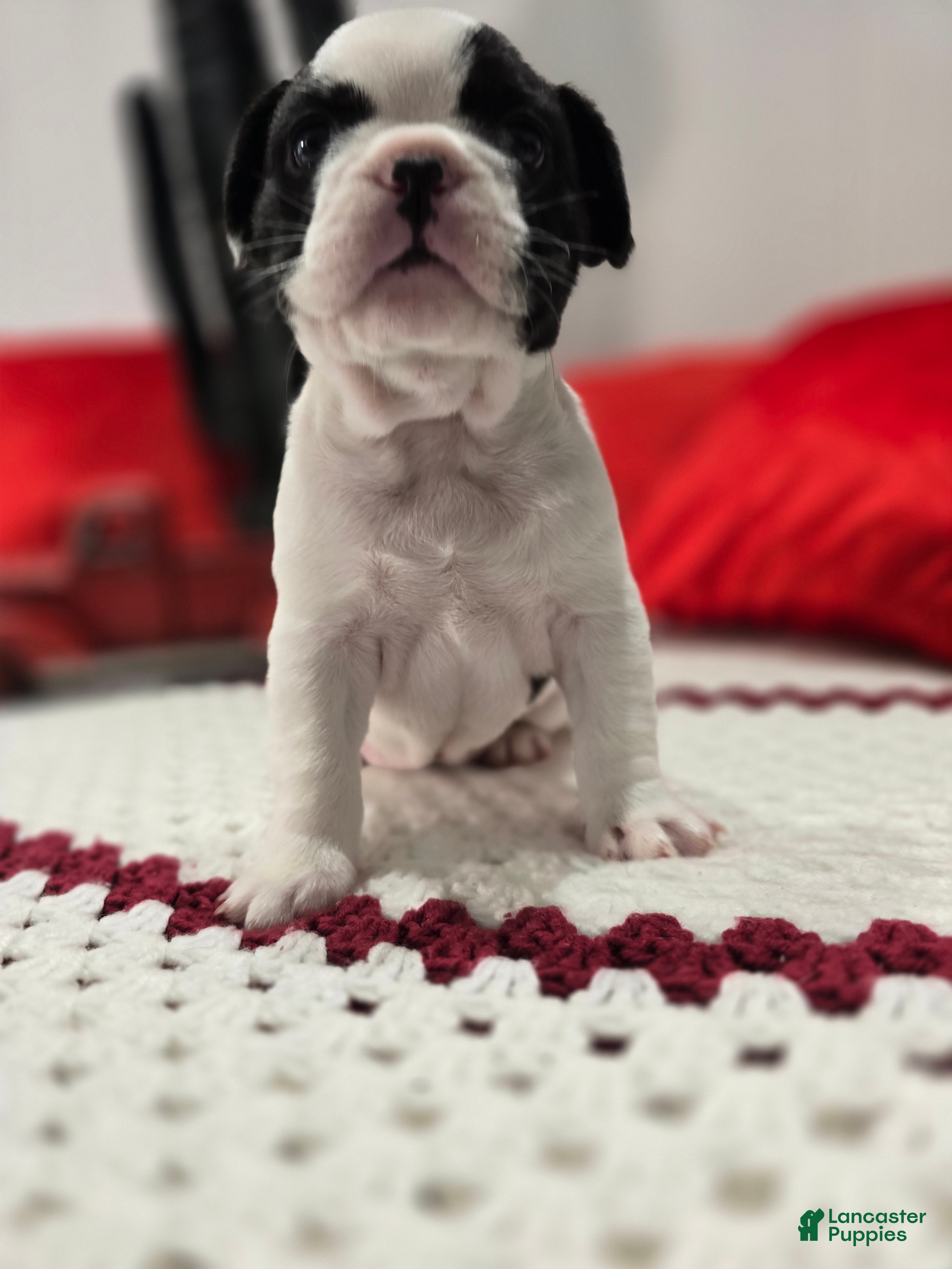 French Bulldog dogs Rare Black & White Male - Ad 2