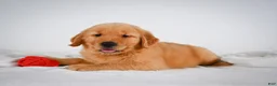 Golden Retriever dogs for sale: Roscoe - Ad 8