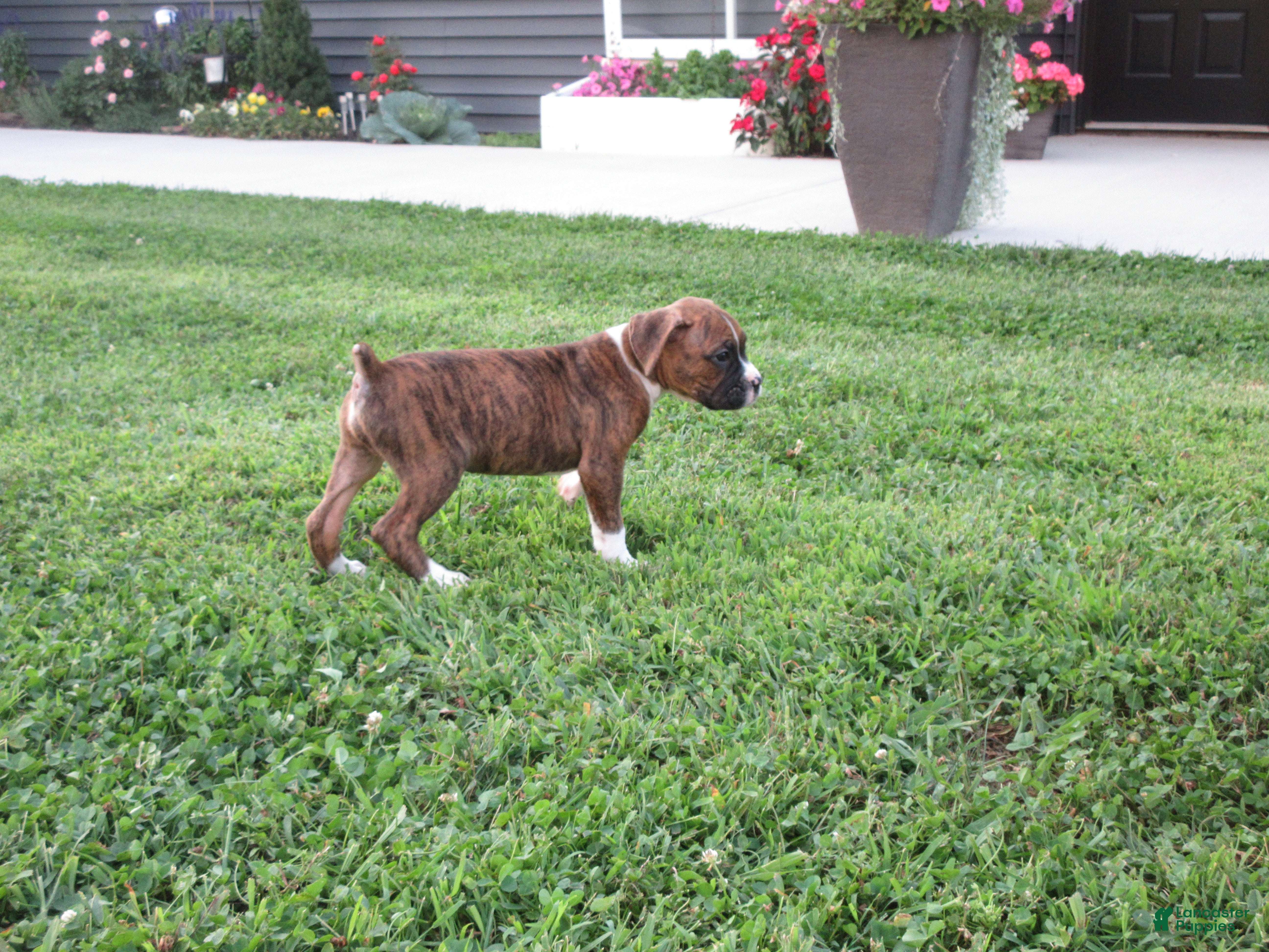 Boxer dogs Champion - Ad 2