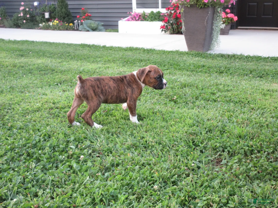 Boxer dogs for sale: Champion - Ad 2