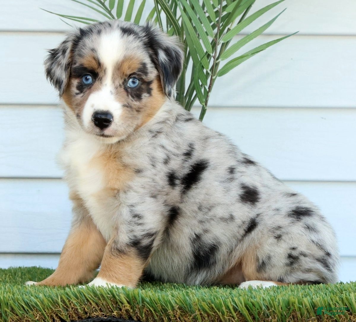 Miniature Australian Shepherd dogs for sale: Tracy - Ad 3