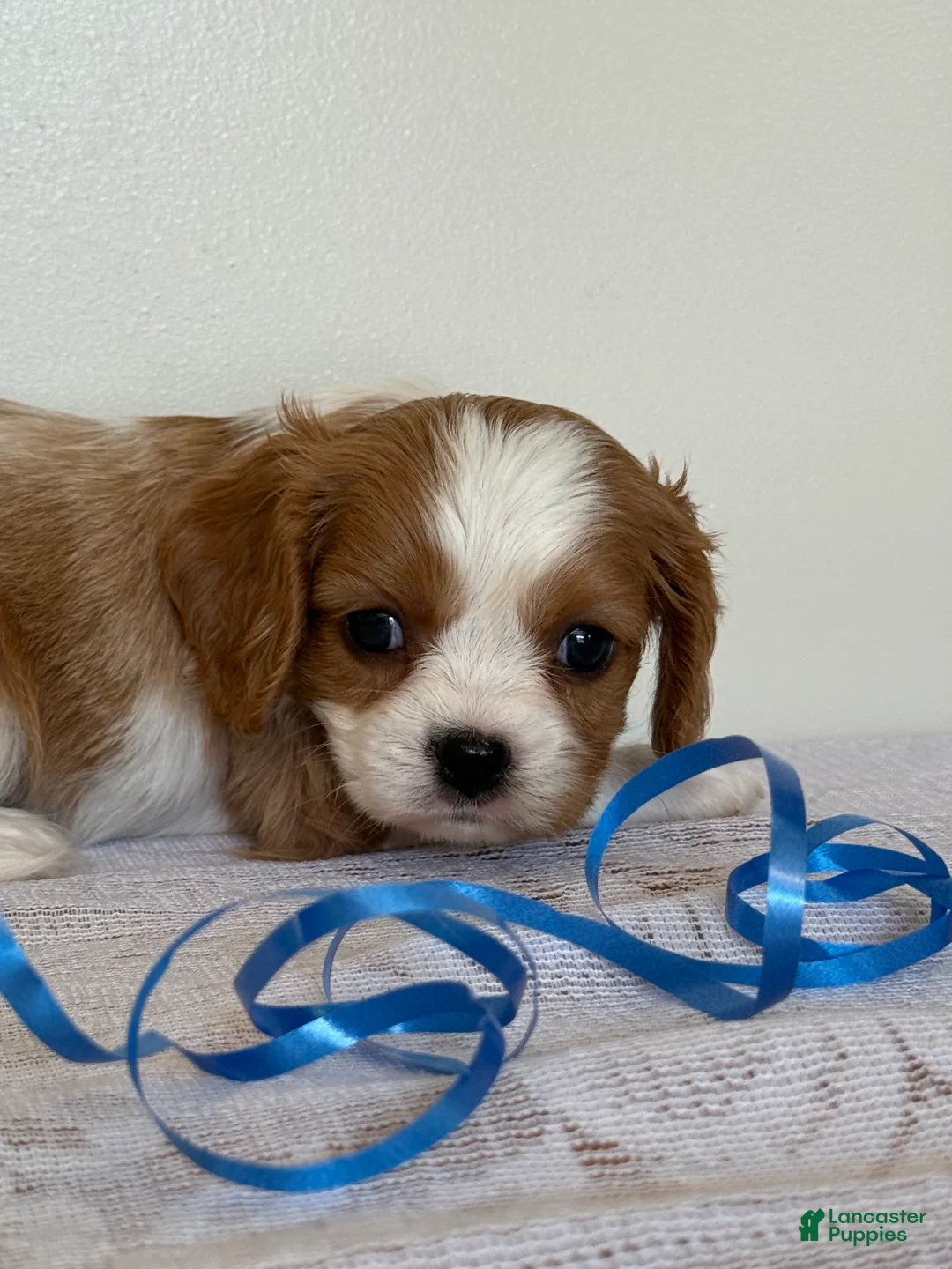 Cavalier King Charles Spaniel dogs for sale: Ollie Cavalier King Charles Spaniel  - Ad 2