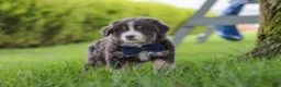 Miniature Australian Shepherd dogs for sale: Buddy - Ad 2