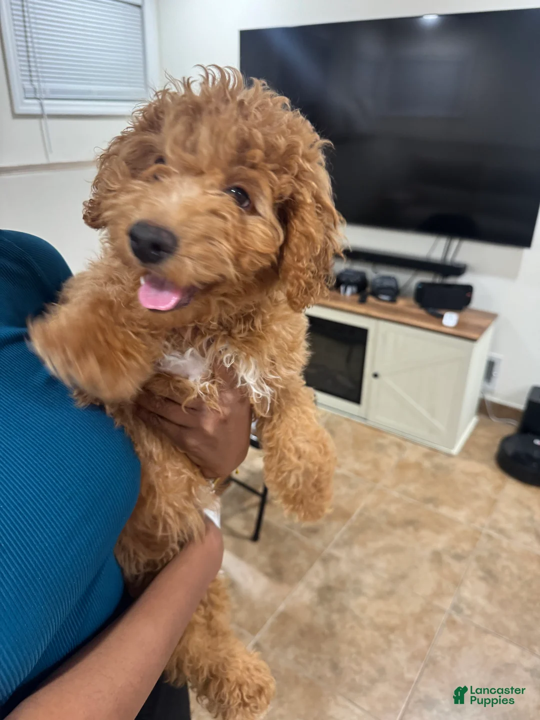 Mini Goldendoodle dogs for sale: Mini Goldendoodle Puppy 1 - Ad 2