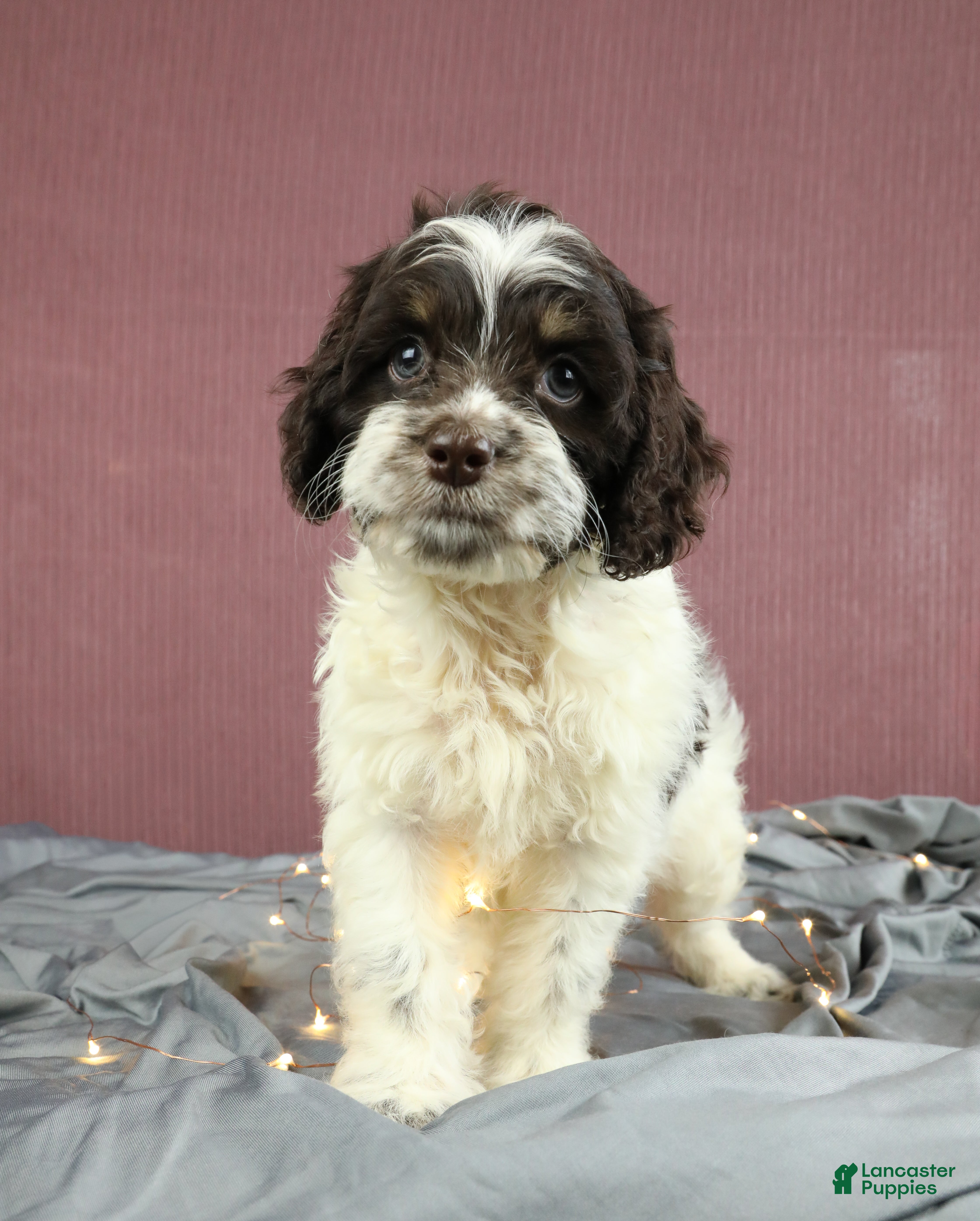 Cockapoo dogs Cedar 🌲 - Ad 2