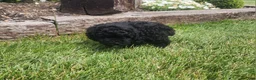 Mini Goldendoodle dogs for sale: Kelsey - Ad 2