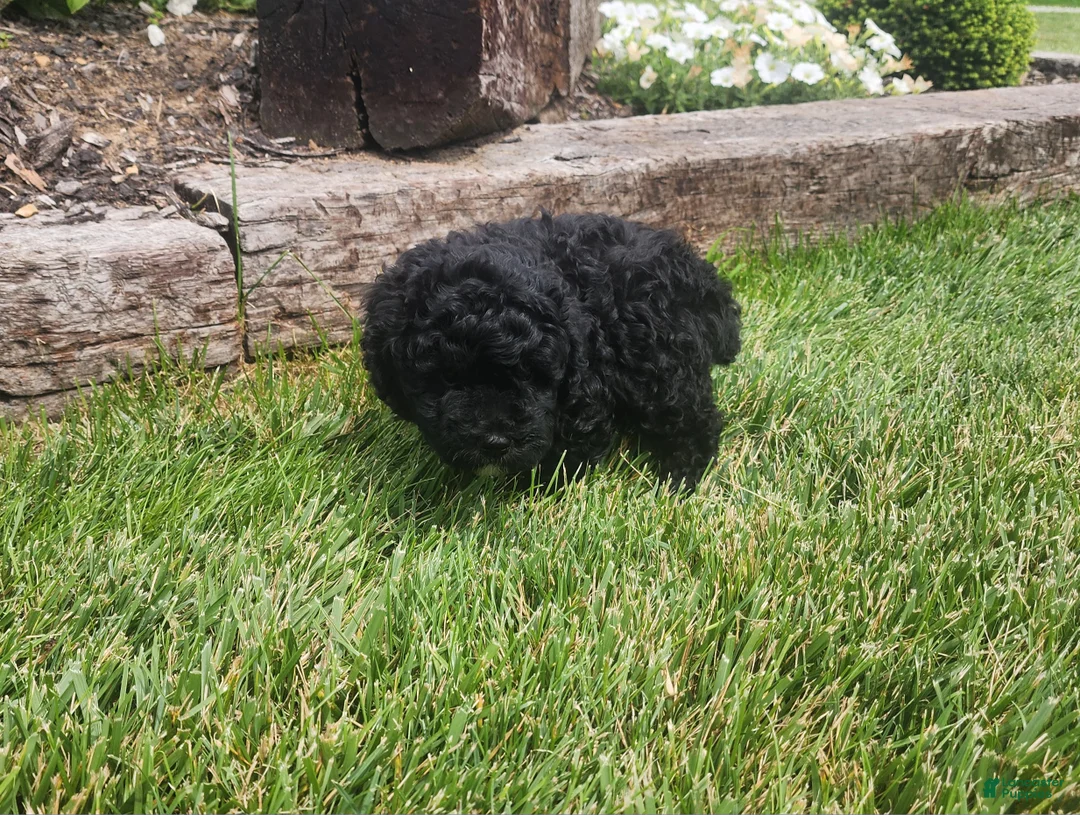 Mini Goldendoodle dogs for sale: Kelsey - Ad 2