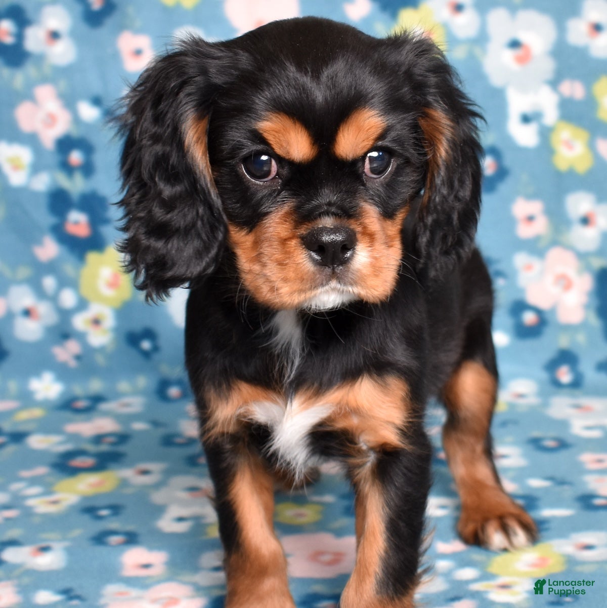 Cavalier King Charles Spaniel dogs Blaze | Genetically Screened  - Ad 2