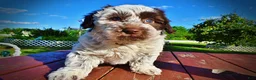 Havapoo dogs for sale: Chippy - Ad 24