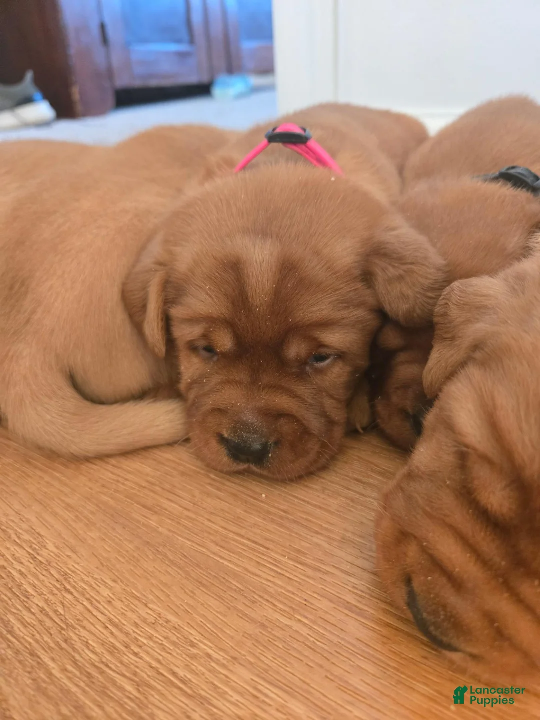 Labrador Retriever dogs for sale: Minnie - Ad 2