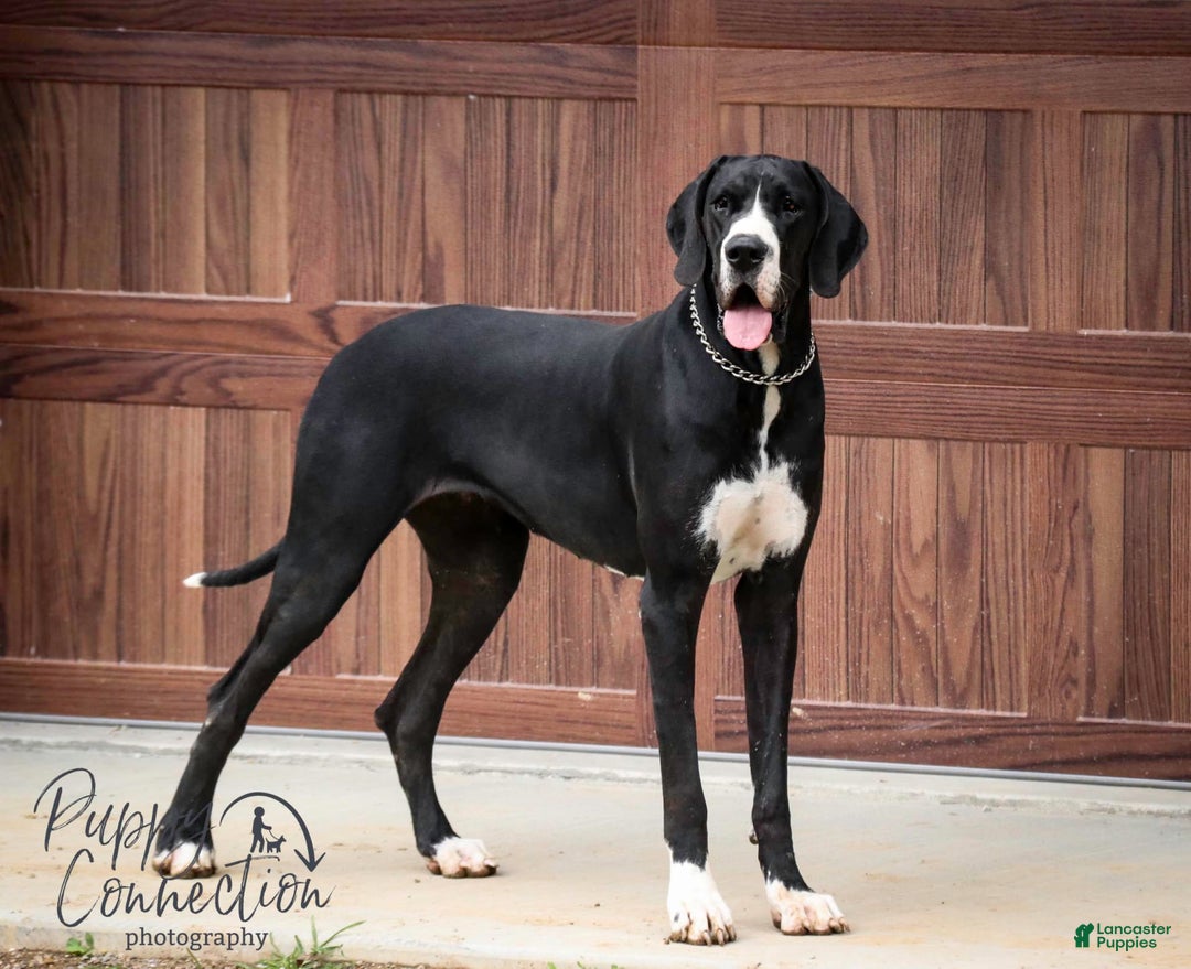 Gallery Image {{count}}