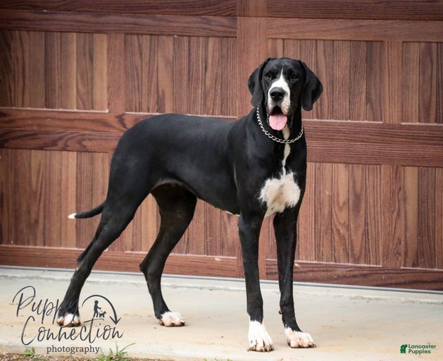 Gallery Image {{count}}