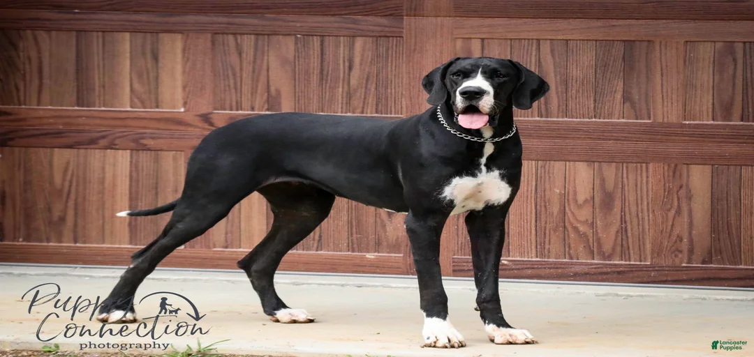 Gallery Image {{count}}