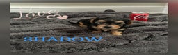Yorkiepoo dogs for sale: TOY Size Shadow - Ad 2