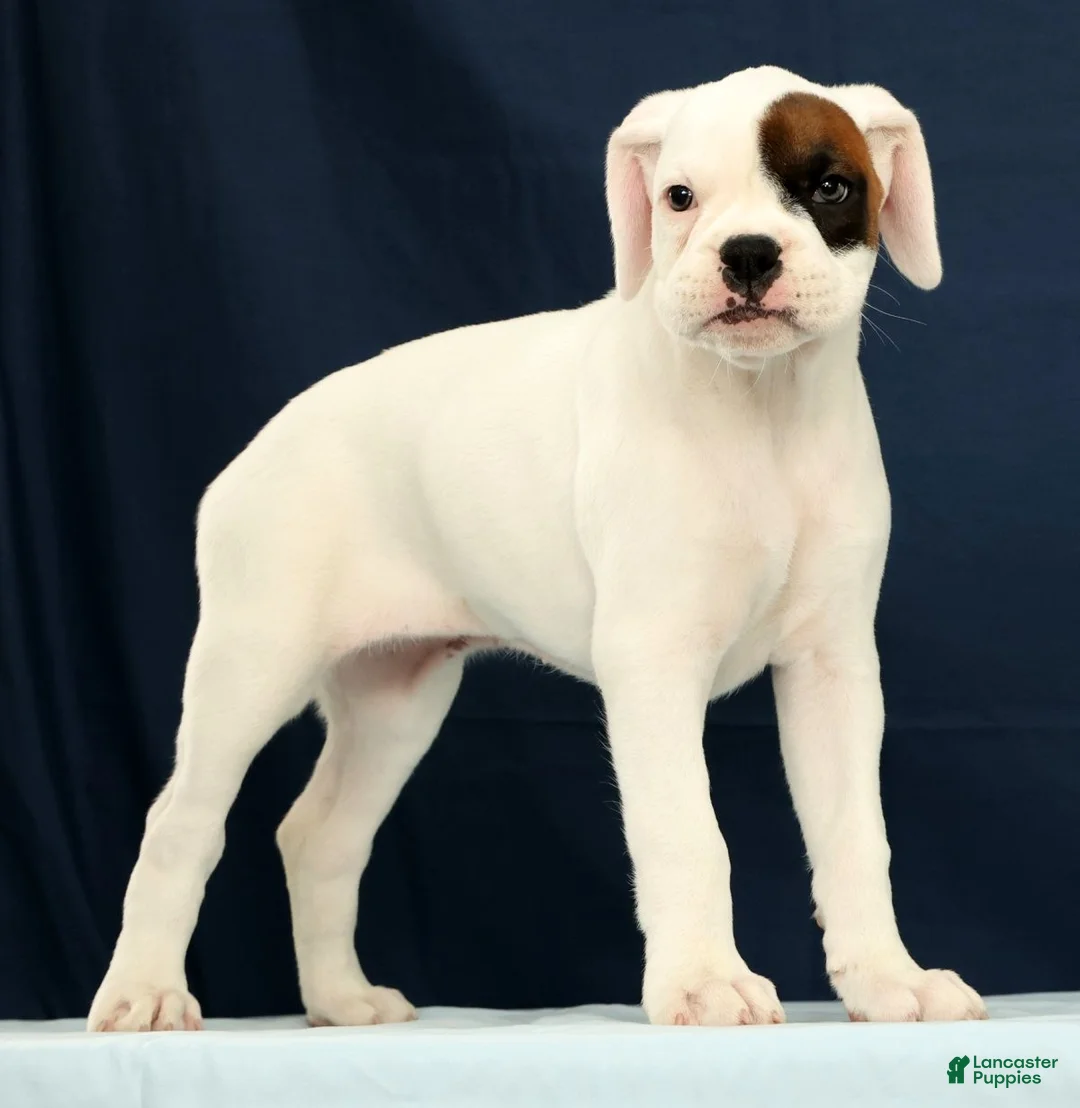 Boxer dogs for sale: Cookie - Ad 1