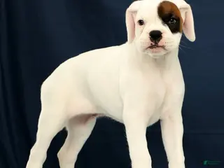 Boxer dogs for sale: Cookie - Ad 2