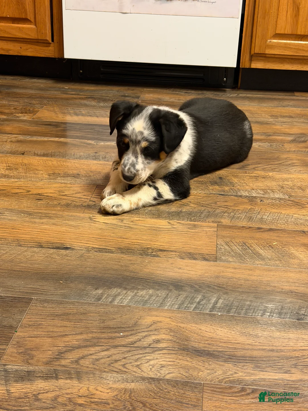 Australian Cattle Dog dogs for sale: Tommy - Ad 1