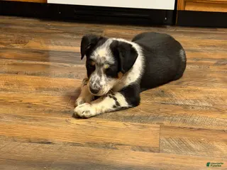 Australian Cattle Dog dogs Tommy - Ad 32