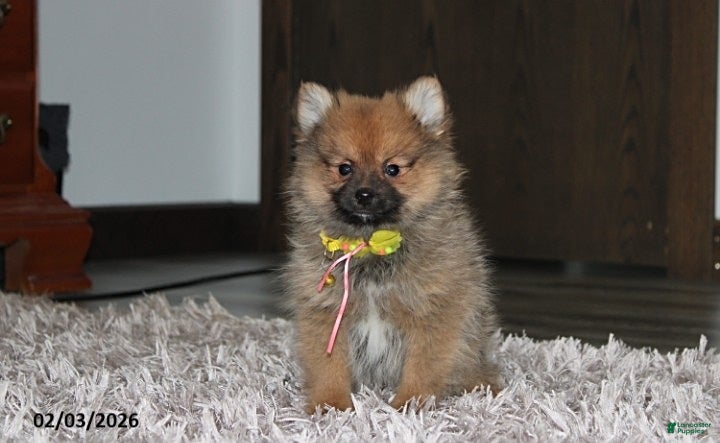 Pomeranian dogs Asher - Ad 11