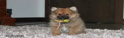 Pomeranian dogs for sale: Asher - Ad 1