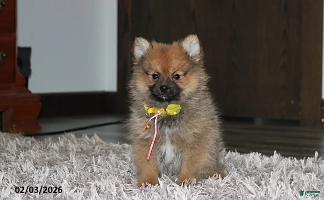 Pomeranian dogs for sale: Asher - Ad 1