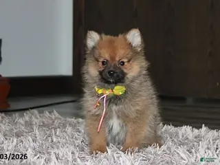 Pomeranian dogs Asher - Ad 11