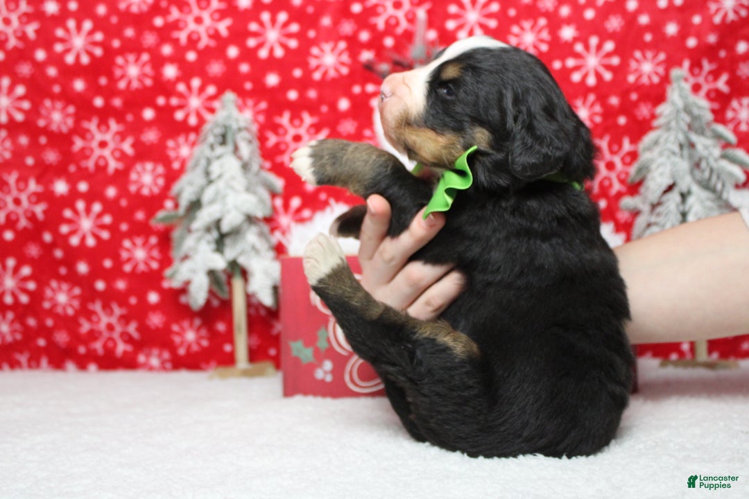 Bernese Mountain Dog dogs for sale: Simba  - Ad 3
