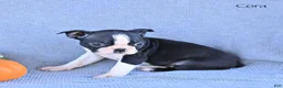 Boston Terrier dogs for sale: Cora - Ad 3