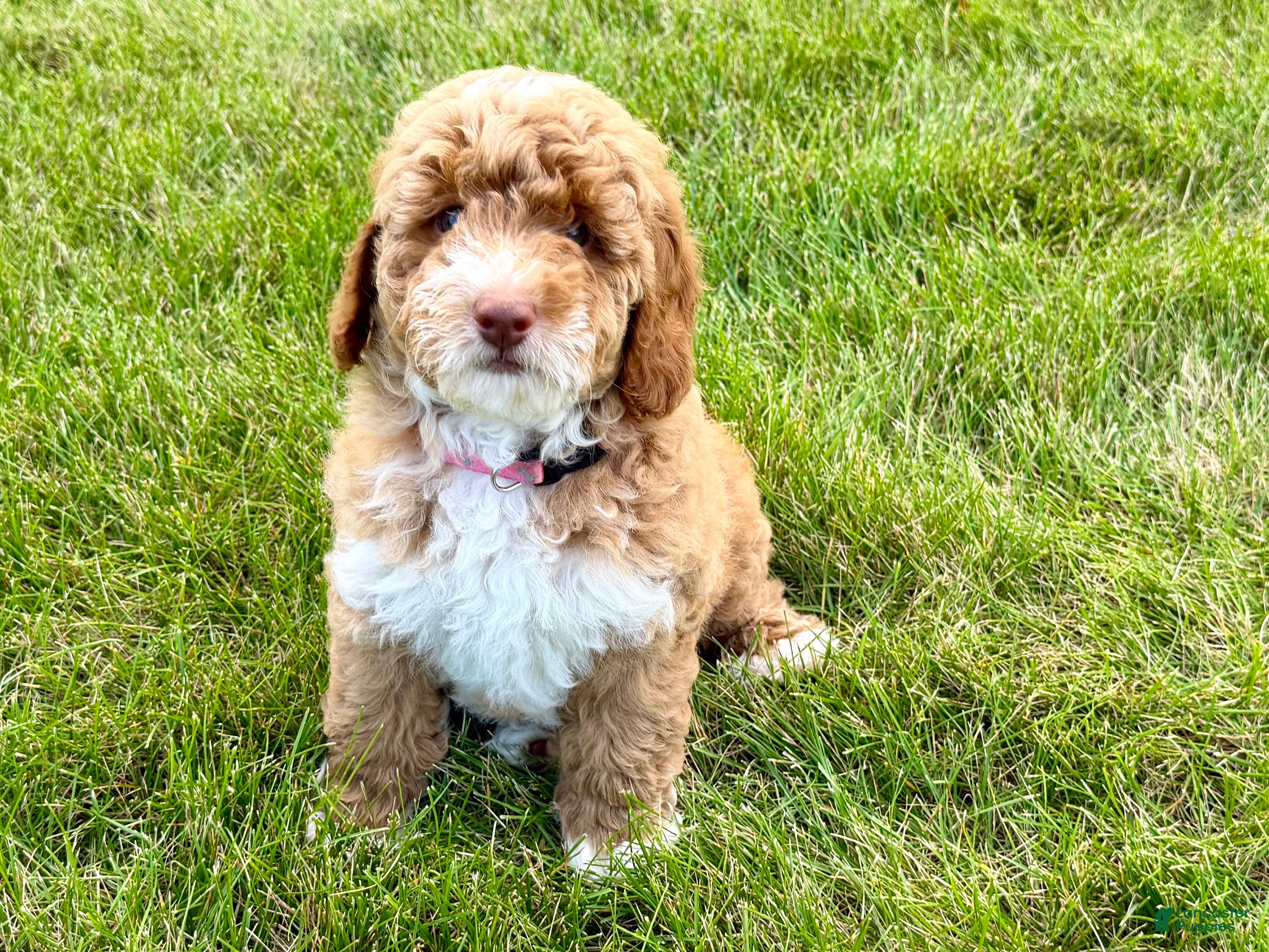 Miniature Poodle dogs Sasha Female - Ad 1