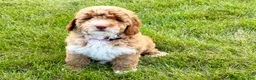 Miniature Poodle dogs for sale: Sasha Female - Ad 1