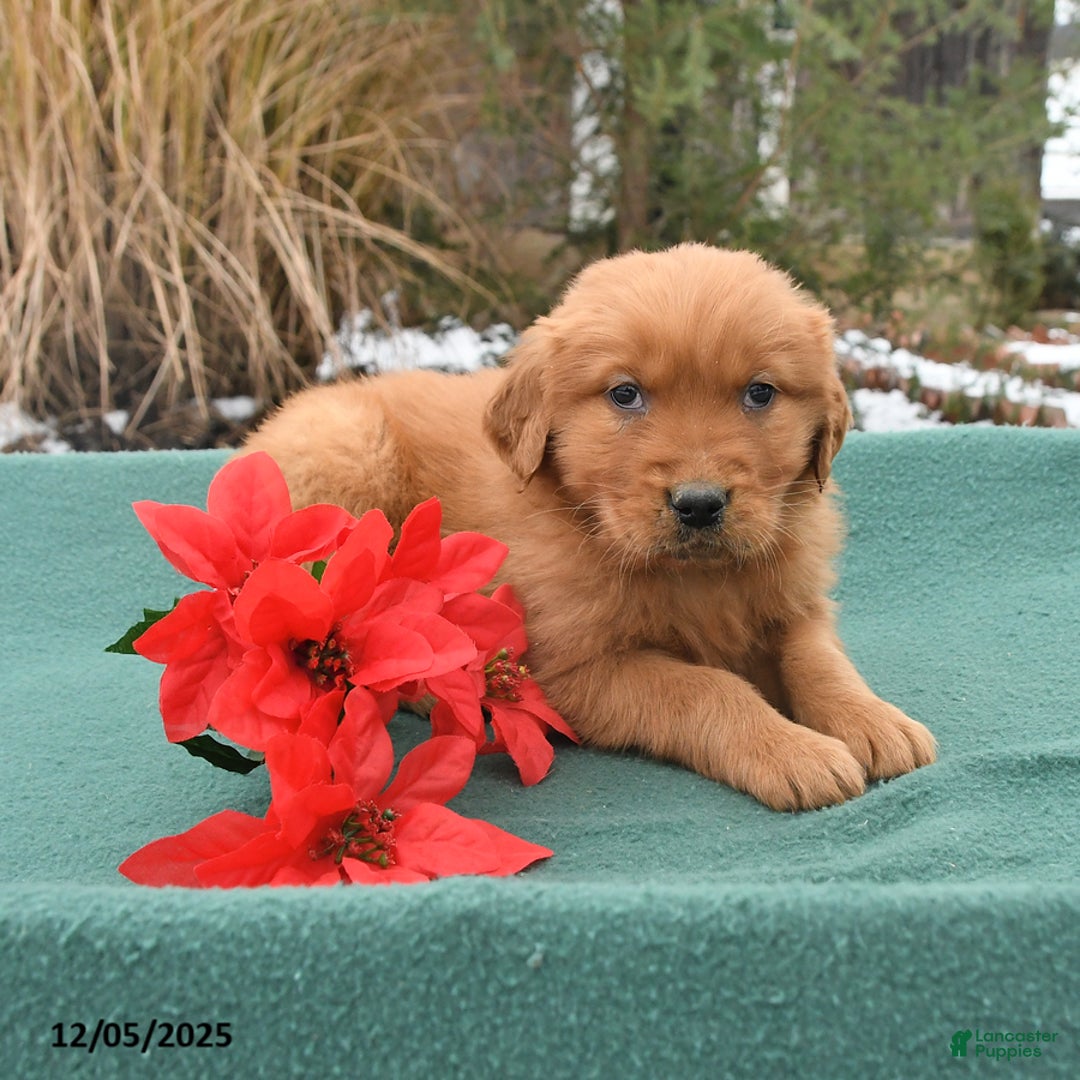 Golden Retriever dogs for sale: Quincy - Ad 4