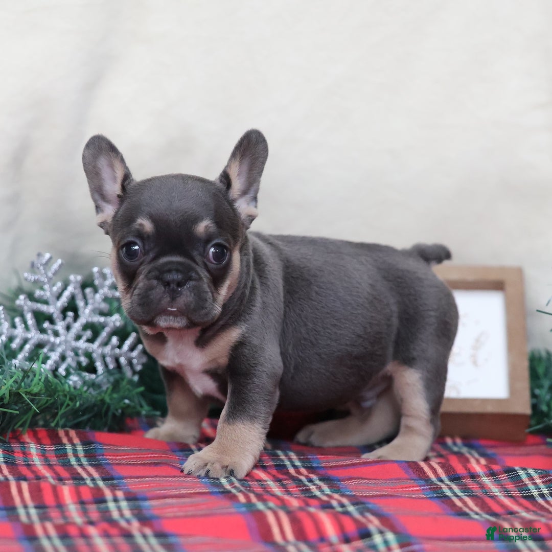 French Bulldog dogs for sale: Alfie  - Ad 5