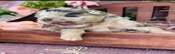 French Bulldog dogs for sale: Mrs. Pound Cake  - Ad 4