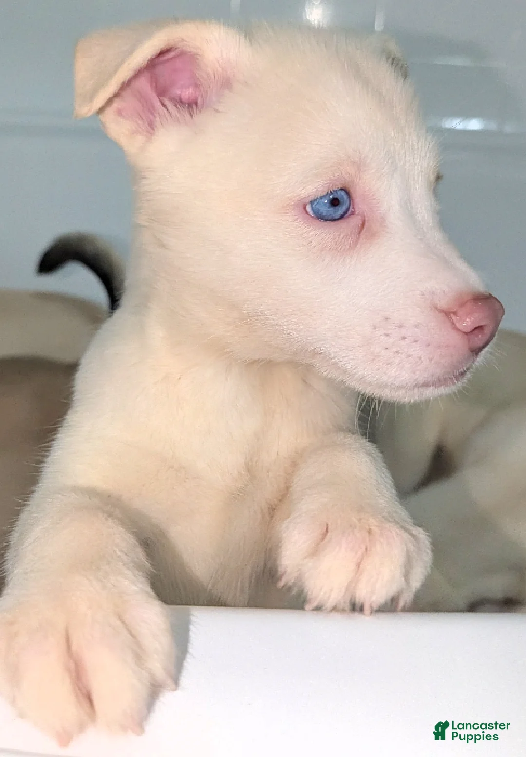 Pitsky dogs for sale: Tina - Ad 1