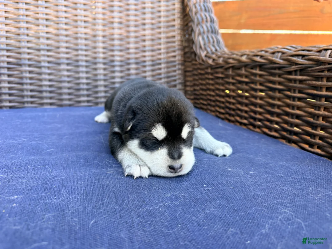 Alaskan Malamute dogs for sale: Alaskan Malamute Puppy 8 - Ad 3