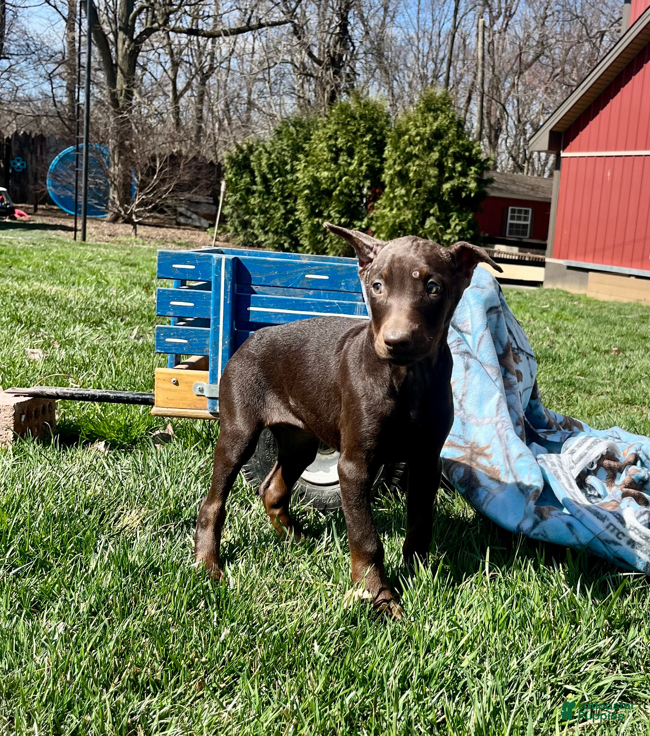 Doberman Pinscher dogs DAPHNE❤️🐾AKC Ears & Tail Docked❤️Call or Text 717-837-3447 - Ad 40