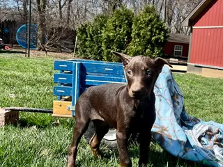 Doberman Pinscher dogs DAPHNE❤️🐾AKC Ears & Tail Docked❤️Call or Text 717-837-3447 - Ad 21