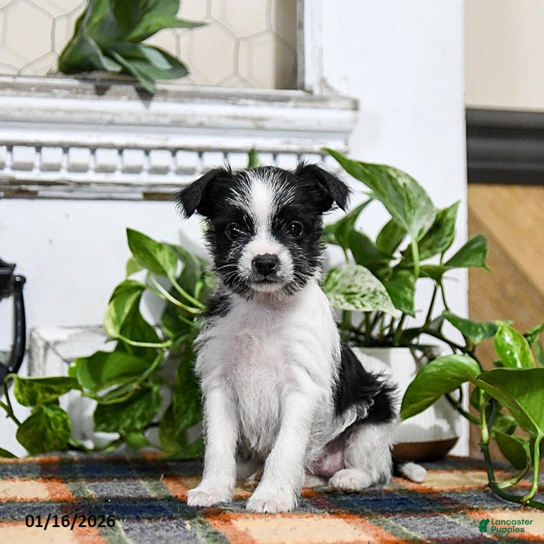 Mixed Breed dogs for sale: Hazel - Ad 1