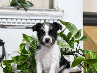 Mixed Breed dogs Hazel - Ad 40