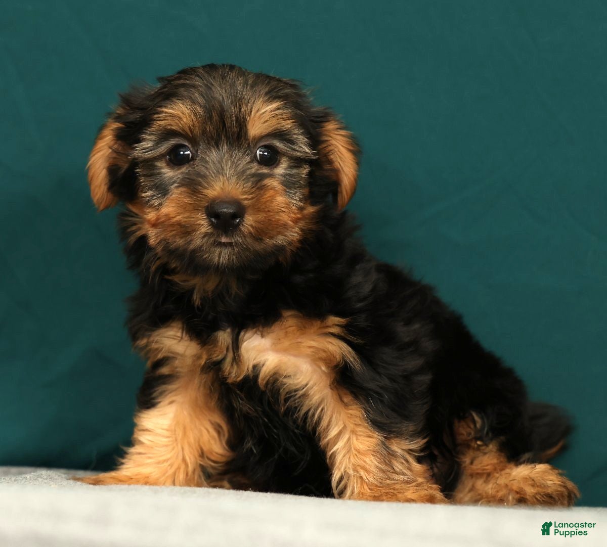 Yorkshire Terrier dogs Patriot - Ad 2